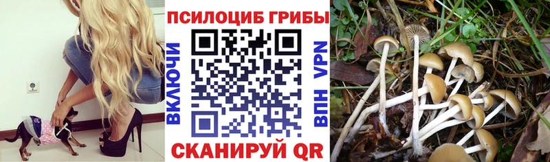 Псилоцибиновые грибы ЛСД  мориарти наркотические препараты  Бодайбо  купить наркотик 